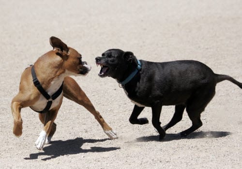 aggressive-dog