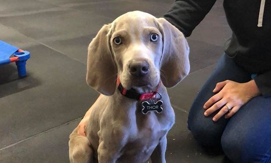 Puppy-Consultations Puppy Consultation
