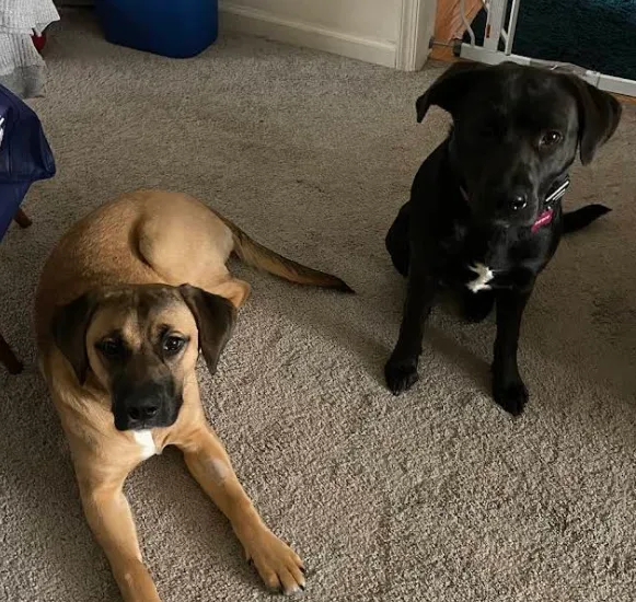 General Dog Obedience Training