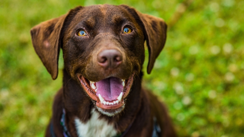 dog 1