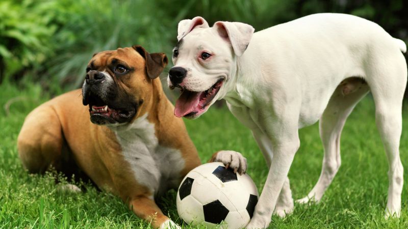 dog 2