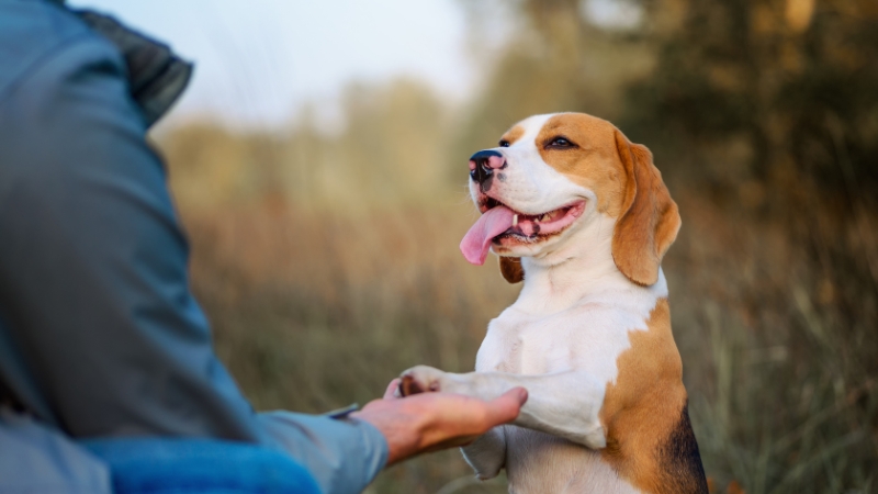 dog 4