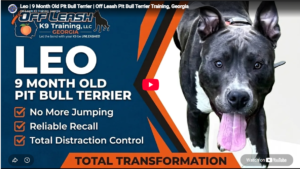 Leo the Pit Bull practicing obedience in Atlanta, GA