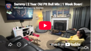 Sammy the Pit Bull mix practicing obedience in Atlanta