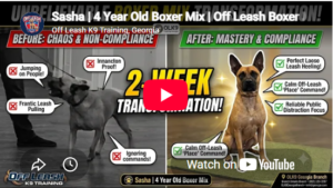 Sasha the Boxer mix practicing leash manners in Atlanta