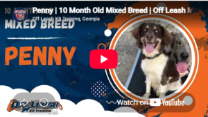 Penny practicing recall and leash manners in Atlanta