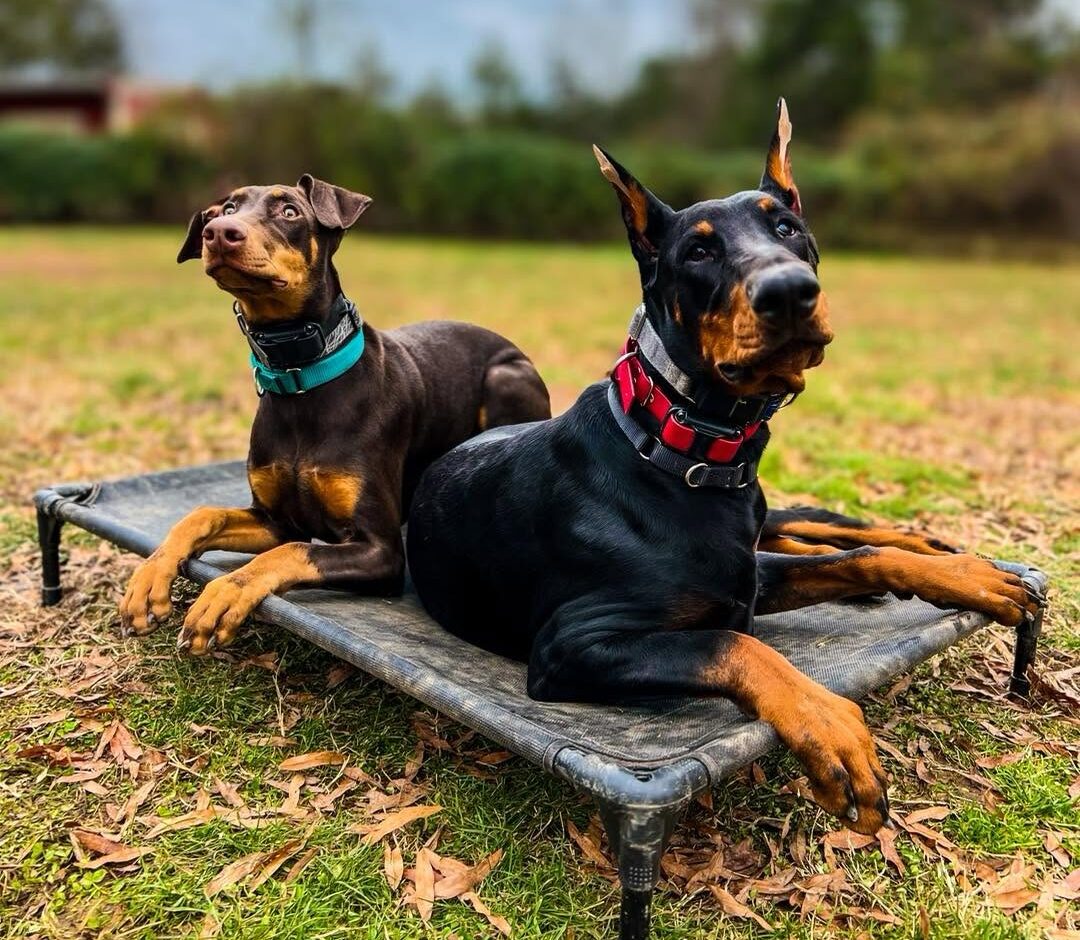 best-dog-training-atlanta Atlanta dog training with 2 dogs
