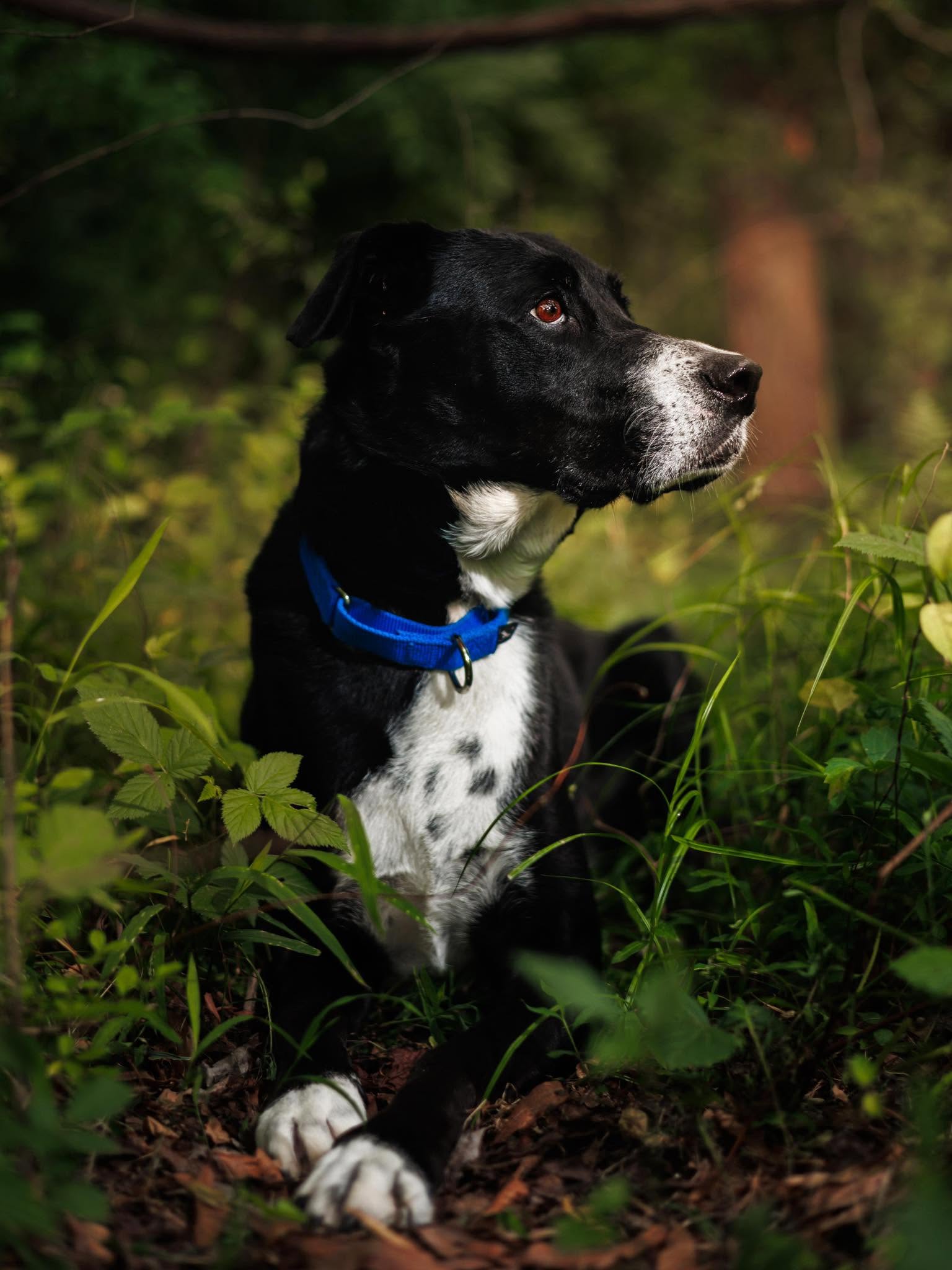 best-dog-training-atlanta-33 PROFESSIONAL DOG TRAINING THROUGHOUT ATLANTA, GA