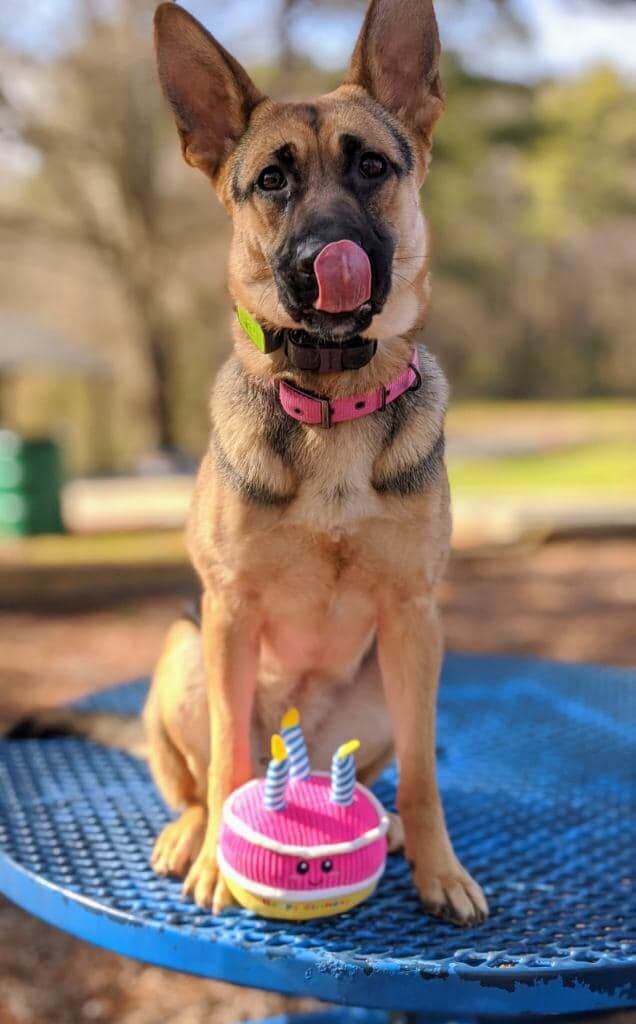 How to teach a dog to come with German Shepherd recall tips