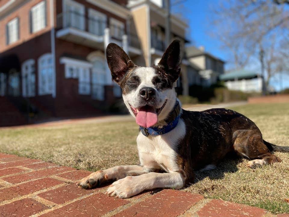 Dog training commands with a dog lying calmly on the grass