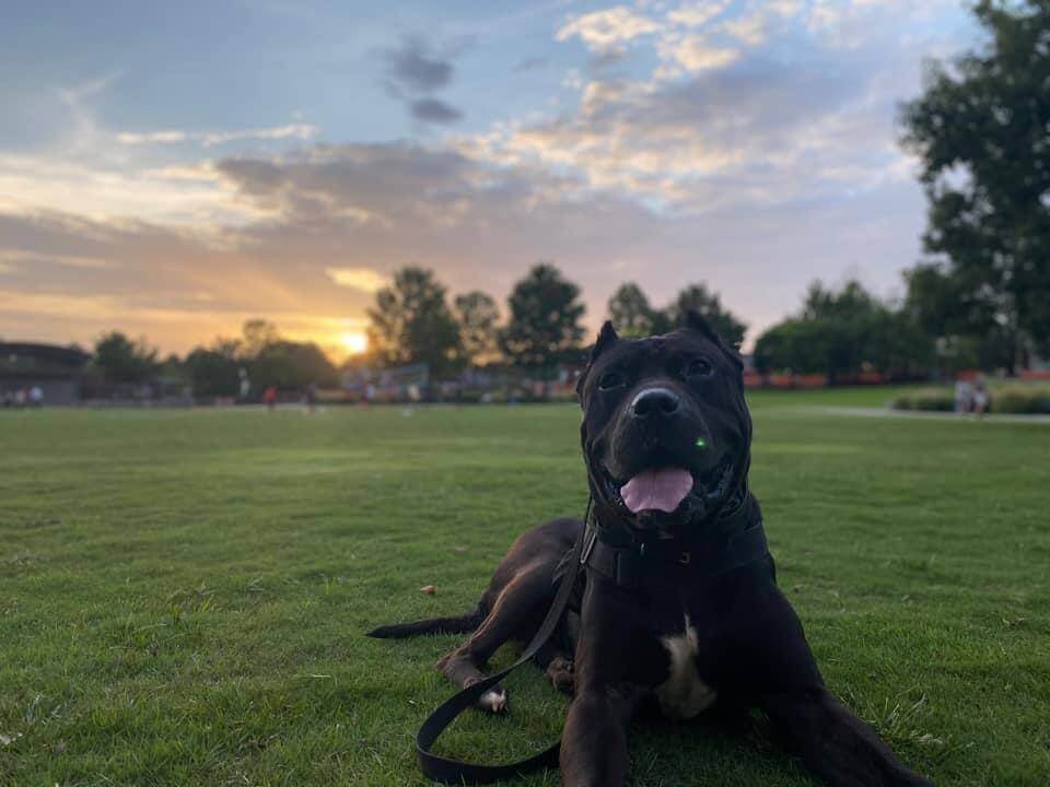 How to teach a dog to come with recall training at the park