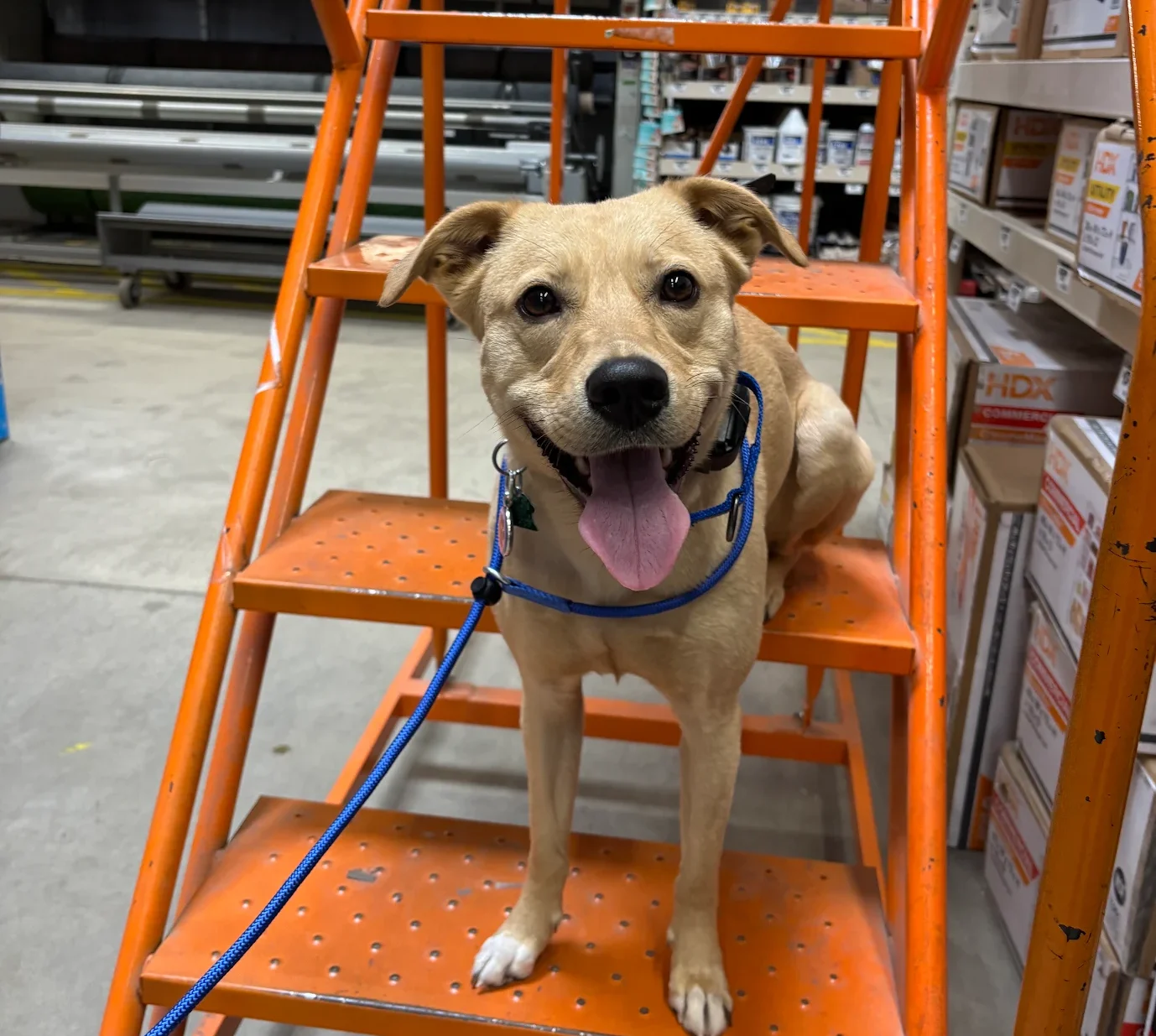 atlanta-best-dog-training WHY LOCAL DOG TRAINING EXPERIENCE MATTERS